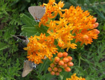 Asclepias tuberosa - Butterfly-weed with Northern Oak Hairstreak2