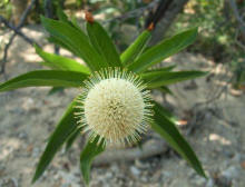 Cephalanthus occidentalis - Button Bush3