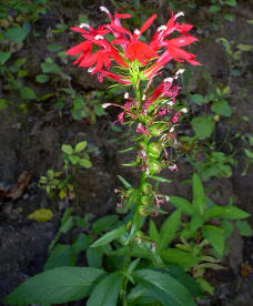 Lobelia cardinalis - Cardinal Flower1