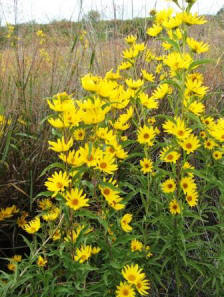 Maximilian Sunflower - Helianthus maximiliani1