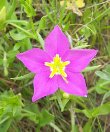 Sabatia campestris - Meadow Pink1