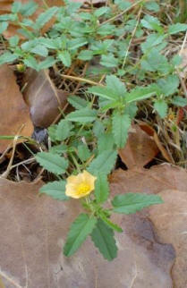 Sida albutifolia - Spreading Sida