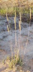 Sorghastrum nutans - Indian Grass2