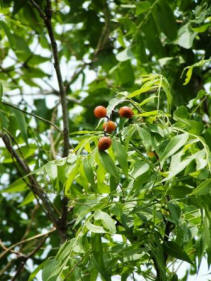 Western Soapberry - Sapindus saponaria