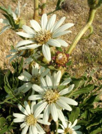White rosinweed