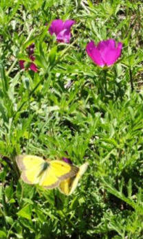 Wine-cup - Callirhoe involucrata with Orange Sulphur butterfly