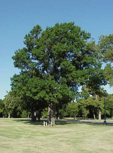 Shumard red oak