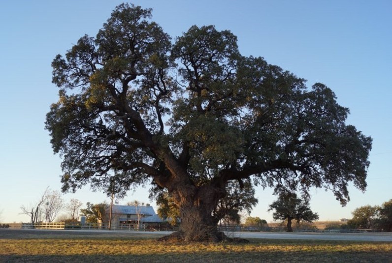 Texas Tree Bill