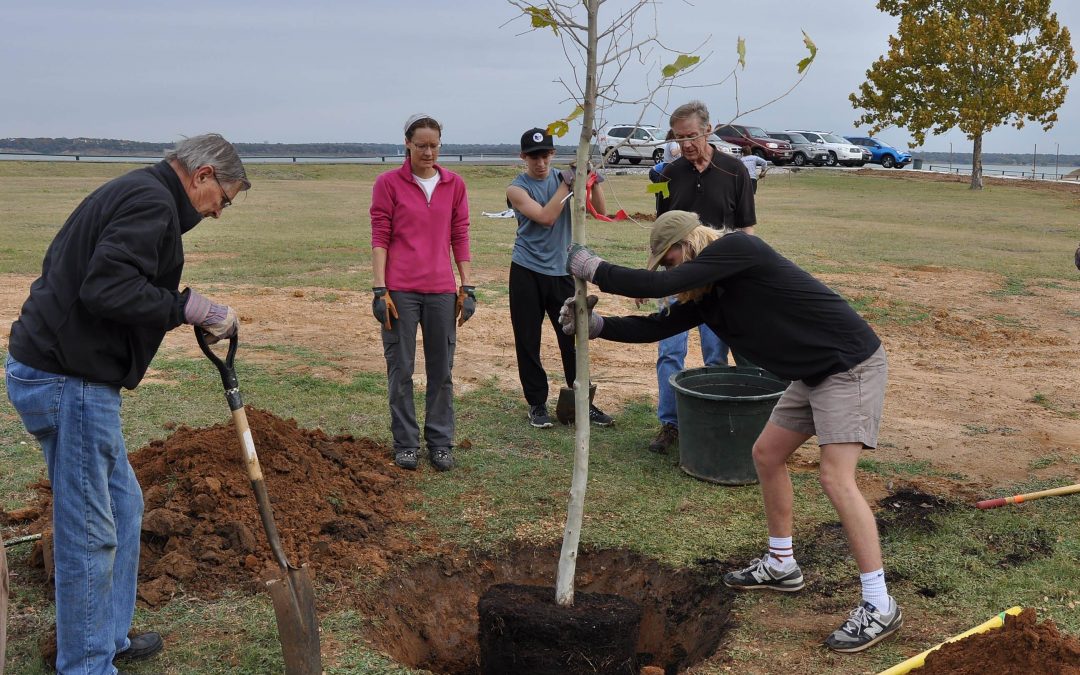 Volunteers plant new trees at Meadowmere Park on Lake Grapevine