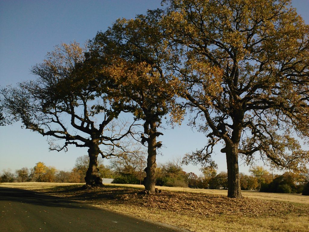 Post Oak in the Cross Timbers | Cross Timbers Urban Forestry Council