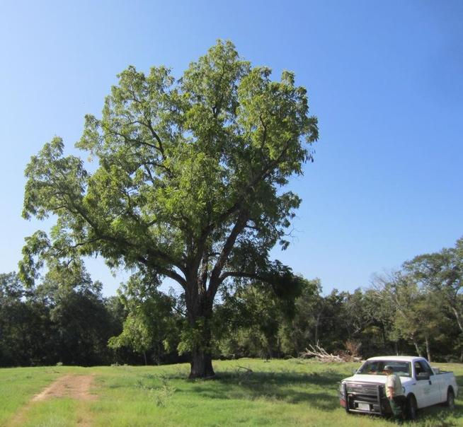 Large black walnut in Texas