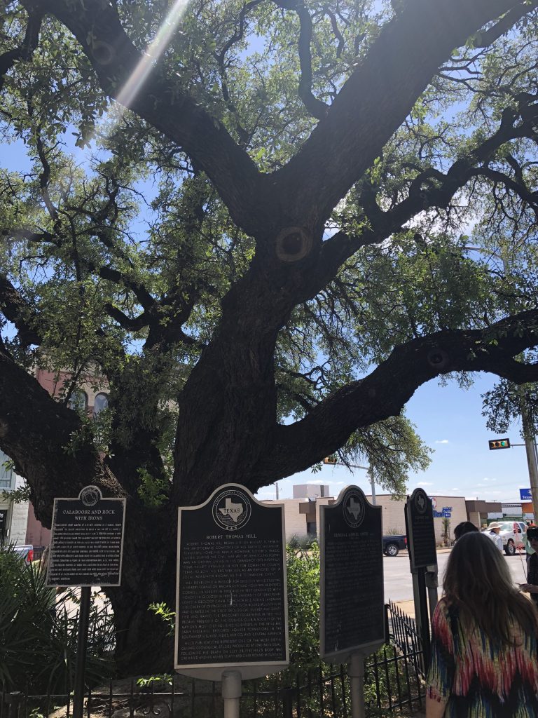Historic downtown Comanche trees