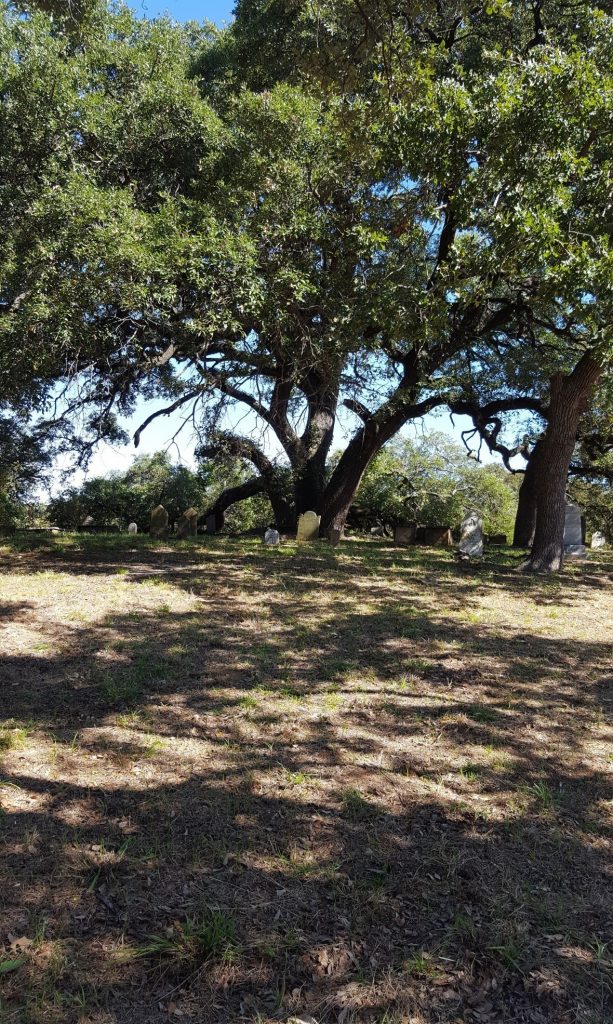large live oak in cemetery