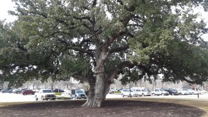 Fort Worth Heritage Tree