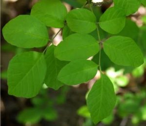 Texas ash leaf identification