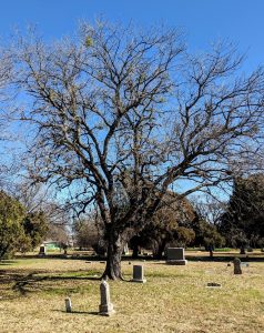 Texas ash regional champion tree in Fort Worth