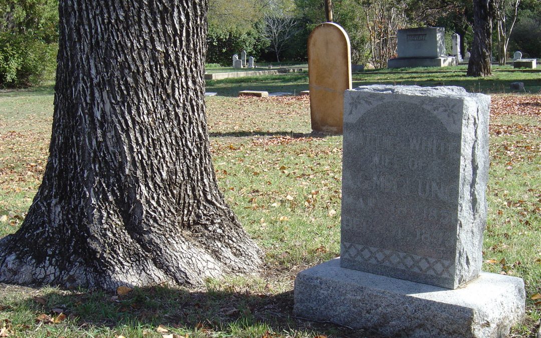 Texas ash tree next to tombstone
