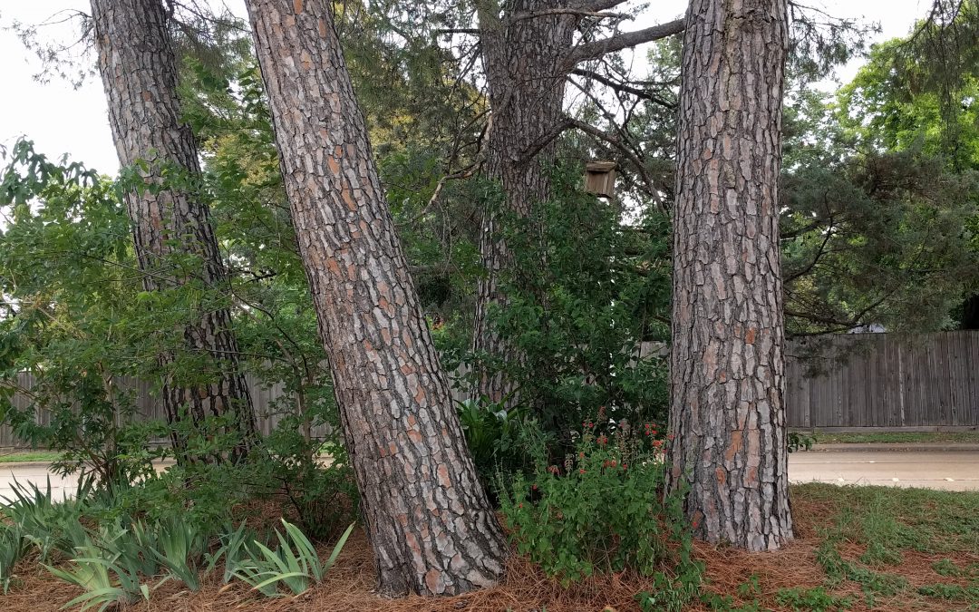 Pine trees with sparse ground cover