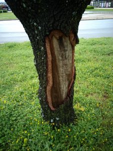Trunk damage not jeopardizing tree safety