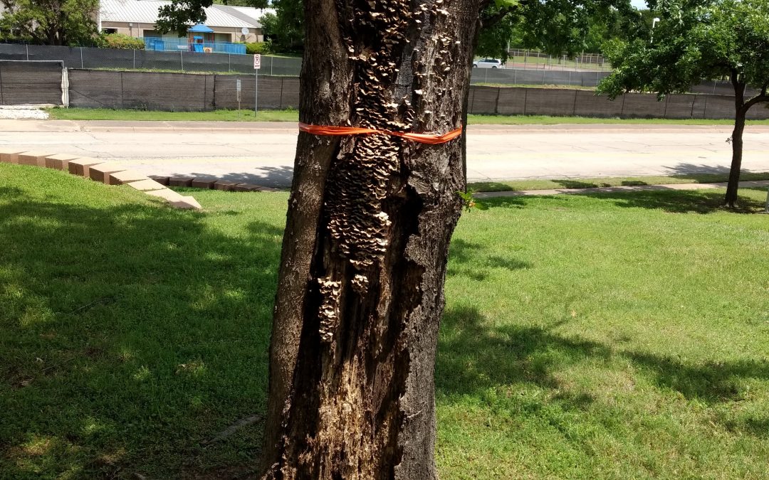 When Trees are a Hazard