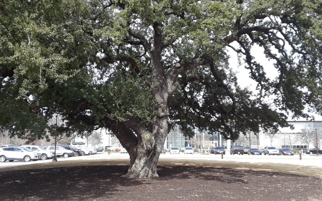 Fort Worth’s Heritage Trees the Subject of April Tree Tour