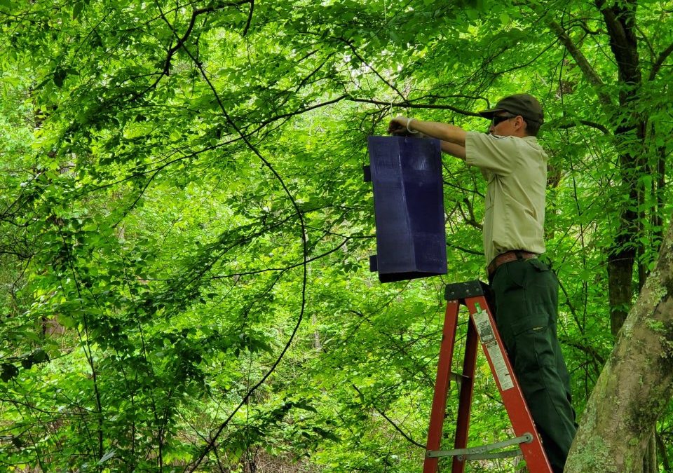 Emerald Ash Borer Trapping in the Metroplex