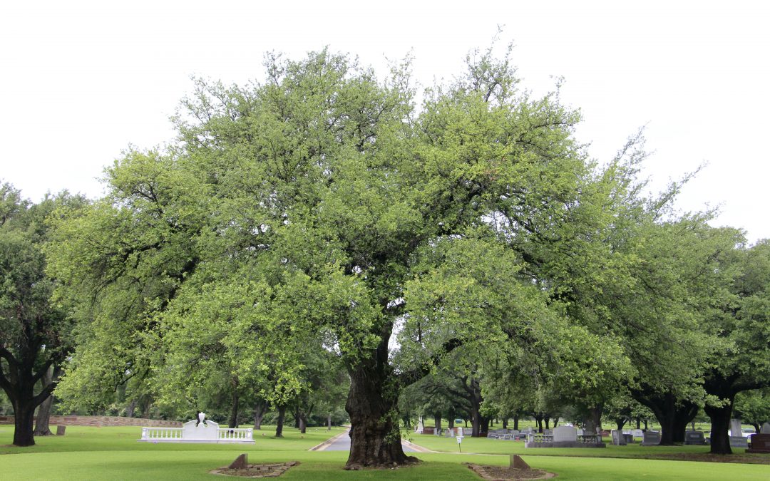 City of Fort Worth Heritage Trees