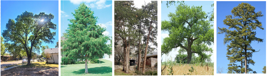 Behind the Bark: A look at the beautiful wood inside North Texas trees – Part Two