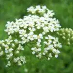 Achillea millefolium - Western Yarrow