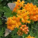 Asclepias tuberosa - Butterfly-weed with Northern Oak Hairstreak2