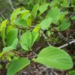 Berchemia scandens - Rattanvine