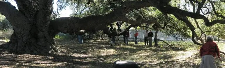 Big Tree