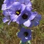 Bluebell_Eustoma_russellianum1