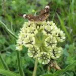 Buckeye on Green Milkweed Asclepias viridis