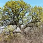 Bur Oak