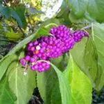 Callicarpa americana - American Beautyberry1