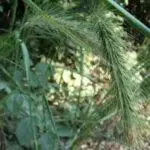 Canadian Wild Rye