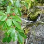 Carolina Buckthorn and Canadian Wild Rye