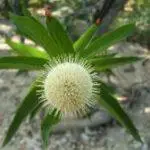 Cephalanthus occidentalis - Button Bush3
