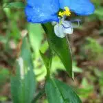 Commelina erecta - Widows Tears