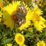 Common Checkered Skipper on Cowpen Daisy