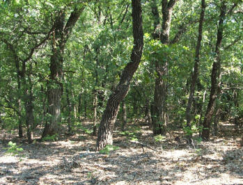 Cross Timbers Ecosystem | Cross Timbers Urban Forestry Council