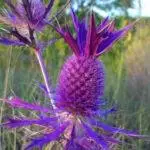 Eryngium leavenworthii - Leavenworth's Eryngo1