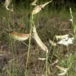 Hairy Grama