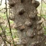 Hercules' club - Zanthoxylum clava-herculis
