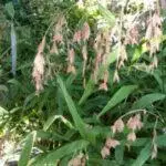 Inland Seaoats - Chasmanthium latifolium