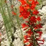 Ipomopsis rubra - Standing Cypress