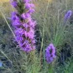 Liatris mucronata - Narrow-leaf Gayfeather