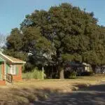 Live oak