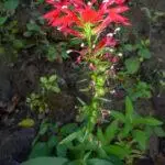 Lobelia cardinalis - Cardinal Flower